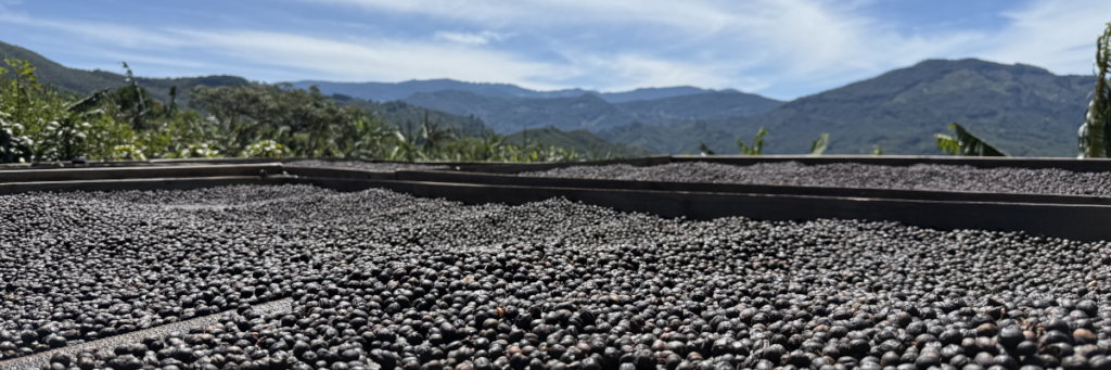 Direct-Trade Costa Rican Green Coffee for Independent Roasters