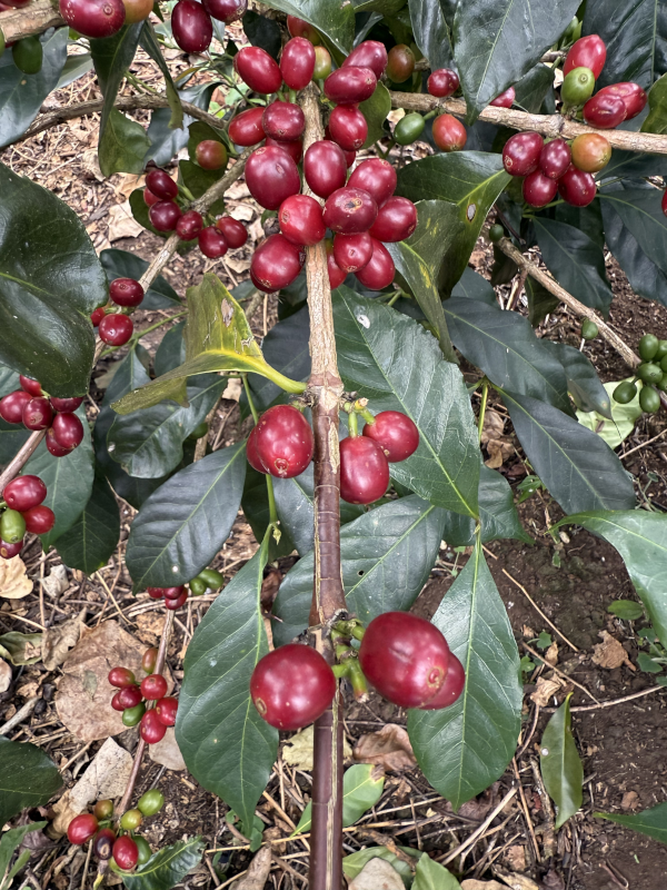 cafe geisha dota tarrazu costa rica