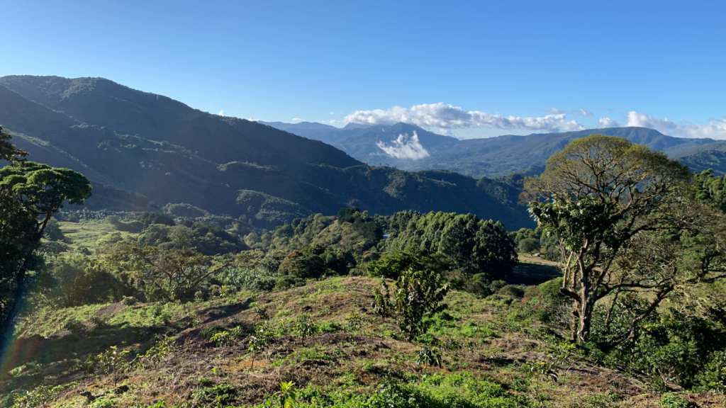 distribuidora de cafe dota tarrazu true coffee