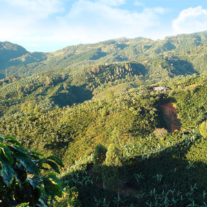 Café Geisha Tarrazú 1 lb en grano tostado medio